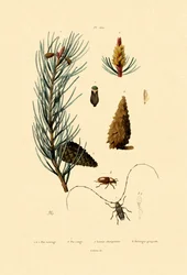 Waldkiefer
